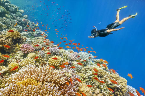 Egypte El Gouna ADN Voyage Activity Snorkeling View 1