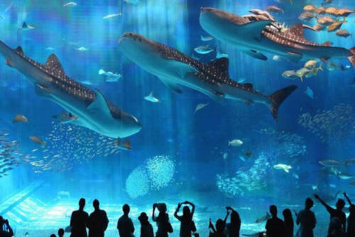 Egypte Hurghada ADN Voyage Grand Aquarium View 3