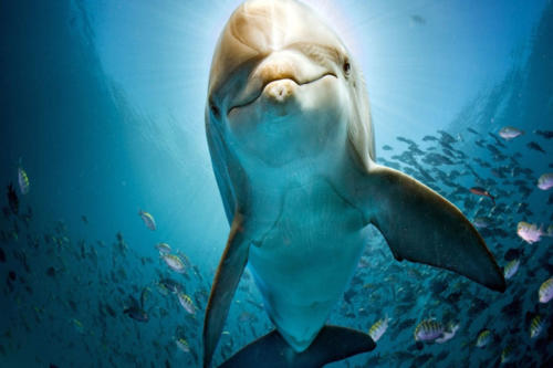 Egypte Hurghada ADN Voyage Excursion Classic Dolphin Cruise View 1
