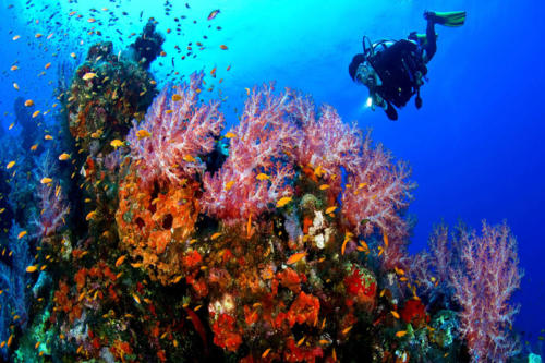 Egypte Hurghada ADN Voyage Excursion Diving View 1