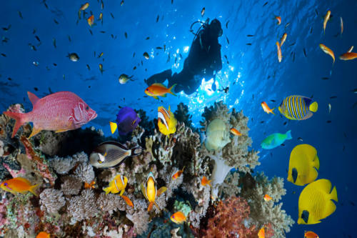 Egypte Sharm El Sheikh ADN Ras Mohammed National Park View 1