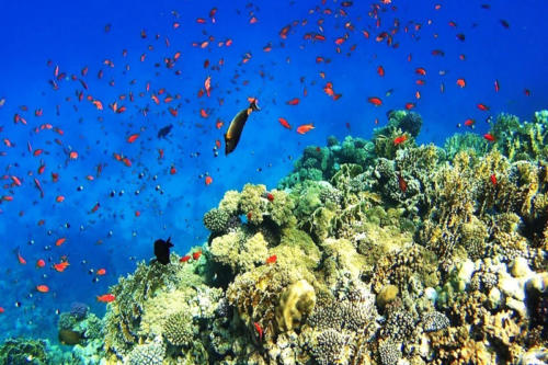 Egypte Sharm El Sheikh ADN Ras Mohammed National Park View 3